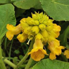 希少植物育てませんか？