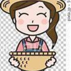 【6月末～10月のお仕事】ブロッコリーの選別作業 ～７月から人参選別もスタート ◇江別市野幌◇の画像