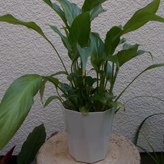 観葉植物100円均一　スパティフィラム