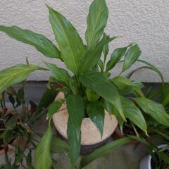 観葉植物100円均一　スパティフィラムの画像