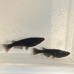 メダカ1匹50円より！ねだんかなり下げてます！気軽にお問い合わせください！の画像