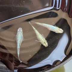 メダカ1匹50円より！ねだんかなり下げてます！気軽にお問い合わせください！の画像
