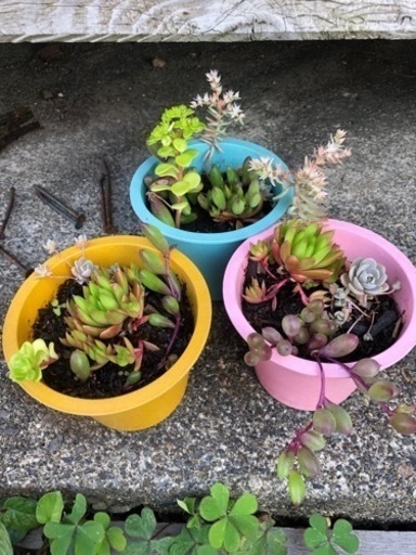 多肉寄せ植え　3鉢