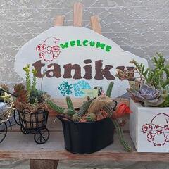 (フリマ出品)多肉植物寄せ植え