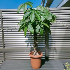 大型観葉植物パキラ90cm編み込み