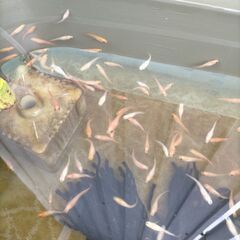 楊貴妃メダカ　20匹セット！！