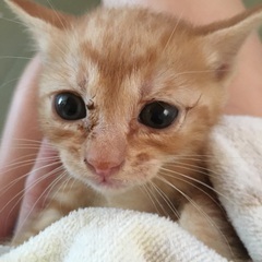 キジトラちゃん、ミケちゃん、茶トラちゃん1匹ご家族が決まりました。 - 和歌山市