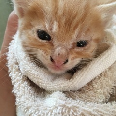 キジトラちゃん、ミケちゃん、茶トラちゃん1匹ご家族が決まりました。 - 猫