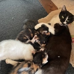 オスメス猫ちゃん