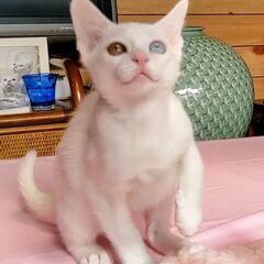 猫の飼育係募集！の画像