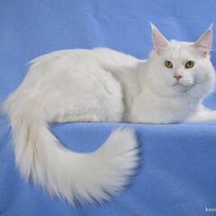 猫の飼育係募集！の画像