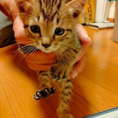 ★譲渡相談中★好奇心旺盛なキジトラ子猫