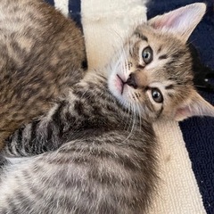 お話中　キジトラ　茶系、黒系　2匹　オス　岡山県　子猫2ヶ月