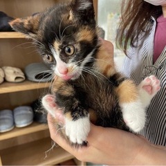 生後2ヶ月の三毛猫ちゃん
