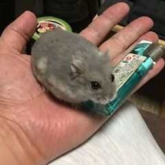ペットちゃん訪問個別火葬のご説明　　訪問ペット火葬ほしぞら − 京都府