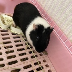 引き取ってくださる方