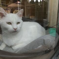 ちょっと垂れ目の白ねこホーリー10才 - 猫