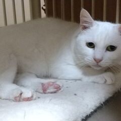 ちょっと垂れ目の白ねこホーリー10才 − 神奈川県