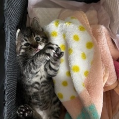 野良　子猫　ゼブラ模様　