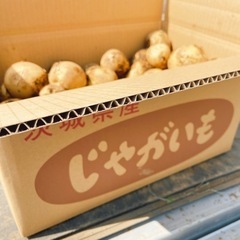新じゃが 『とうや』250円/kg 掘りたて 新鮮 じゃがいも サイズ不選別の画像