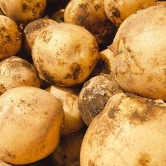 新じゃが 『とうや』250円/kg 掘りたて 新鮮 じゃがいも ...