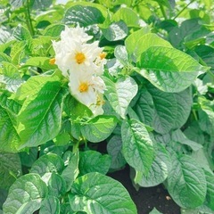 新じゃが 『とうや』250円/kg 掘りたて 新鮮 じゃがいも サイズ不選別の画像
