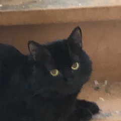 里親探しています。