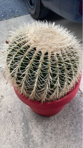 金鯱 白棘金鯱 希少レア植物