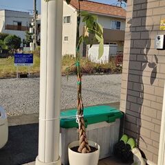 🌿パキラ🌿(1800×300)新芽も出て来てます☺️