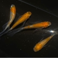 【メダカ屋きんとき】紅白ヒレ長 2ペア