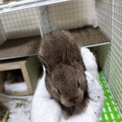 【里親決定しました!】 うさぎの里親募集してます！(2匹)