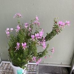レモンゼラニウム　クリスパム　ひと回り大きい鉢に植え替えしてくだ...