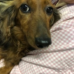 ミニチュアダックス　5才　女の子