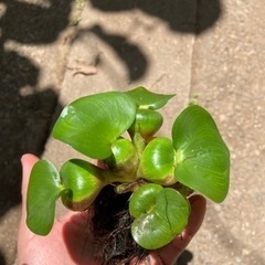 ホテイアオイ　水草　無農薬　3株100円