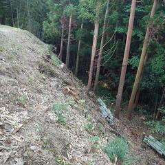 県内対応可 竹林、庭木の伐根伐採剪定等承ります。業者様も歓迎致します。