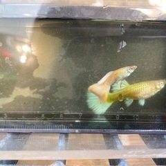 上品な美しさ『フルホワイトグッピー』