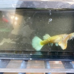 上品な美しさ『フルホワイトグッピー』の画像