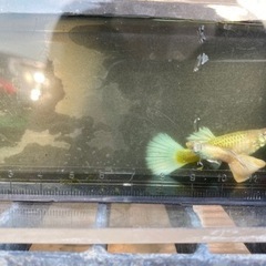 上品な美しさ『フルホワイトグッピー』の画像