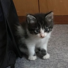 里親さんと調整中〉ふわふわ毛の美人な白黒トラちゃん！ - うるま市