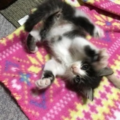 里親さんと調整中〉ふわふわ毛の美人な白黒トラちゃん！ - 猫