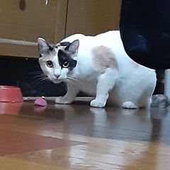 三毛猫　２歳　メス　避妊手術済　姉妹猫　よもぎちゃん