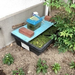 メダカ(雑種)と入れ物ごと
