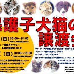 保護犬猫の譲渡会