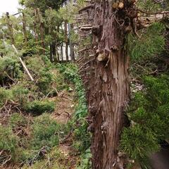 草刈り　剪定　
