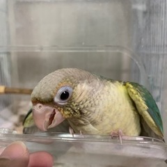 可愛い子達です。