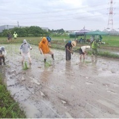自然栽培の田んぼで田植え体験の画像