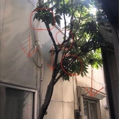 他の家の壁に当たっていた支障木伐採 - 中野区