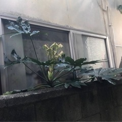他の家の壁に当たっていた支障木伐採 - 剪定/造園
