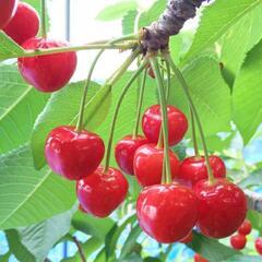 さくらんぼ🍒　葉とり収穫作業(労災保険完備)