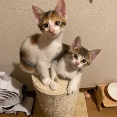 姉妹一緒にお迎え希望♪